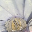 천평낚시터 이미지