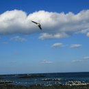 바다로 가는 길목 이미지