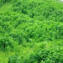 온양생태 이미지