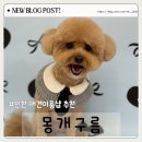 몽개구름 이미지