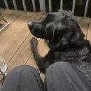 무릉도원 | 가평 무릉도원 캠핑장 반려견동반 후기