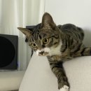 내포조은동물병원 | 내포조은동물병원에서 암컷 고양이 하코 중성화했어요.😻