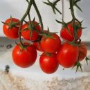 방울토마토 키우기 열매가 맺혔어요 이미지