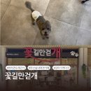 꽃길만걷개 | 부산 실내 애견카페 ‘꽃길만걷개’ 반려견 케이크 수제간식 주문제작케이크