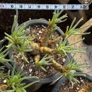 아마빌리스 이미지