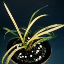 본연의 회복(절대적 이미지