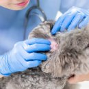 더봄동물병원 이미지