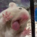 꿀꺽 네이버블로그