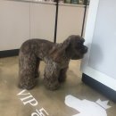 VIP동물의료센터 서초동작점 이미지