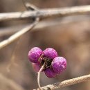 슬픈 베아트리체, 좀작살나무 이미지