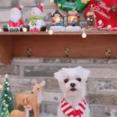 댕댕이 미장원 이미지