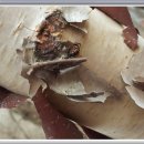 숲속이야기민박 이미지