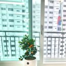 봉곡동364 | 창원꽃집추천 창원꽃집 레몬유주나무 창원개업화분 집들이이사화분 대방동 사파동 나나비플라워샵