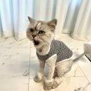 옷고르는고양이 | 기호성 좋은 미야옹철 닥터펠리스 포캣츄 고양이 츄르 솔직 후기