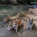 8코기네 애견펜션 이미지