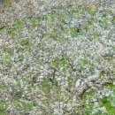 과수원길 이미지