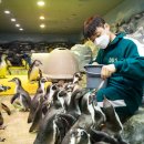 펭귄유통 이미지