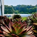 맘모스 - 남구 신복로22번길 20 | 맘모스
