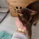 고양이호텔 외갓집 이미지