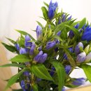 용담Flora