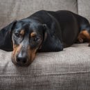 25시동물의료센터 이미지