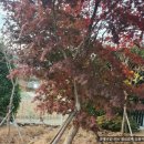 어곡초등학교 이미지