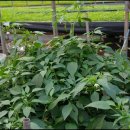 짱구농장 이미지