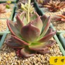 민후농장 이미지