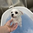 댕그리 펫 살롱 이미지