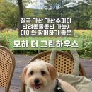 모그린 | 칠곡 가산ㅣ가산수피아안에있는 ”모하 더 그린하우스“주말 솔직후기(강아지동반가능)