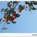 정재농장 이미지