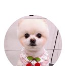 그루밍:담 이미지