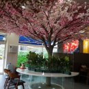 벗꽃스시 이미지