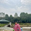 양재천 연인의 거리 | 양재천 산책로 : 서울 걷기좋은 힐링 코스, 실시간 장미 개화상황