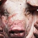 돼지전설 이미지