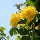 곡성-091 이미지
