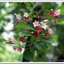 들꽃편지 이미지