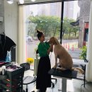 우리 펫 살롱 이미지