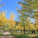 은행나무 이미지