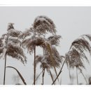 경안천습지생태공원 Daum카페
