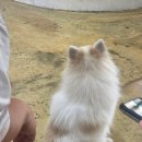 멍뭉몽 네이버블로그