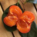 김창선농장 | 씨없는 청도반시 맛있게 익어라~ 산지직송