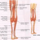 아킬레스 건염과 아킬레스 건의 부상 이미지