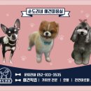 순도리네애견 이미지