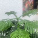 영커피 엄궁점 이미지