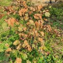 상지농장 이미지