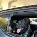 꿈꾸는풍차애견동반펜션 | 2025 가을 대형견 여행 – 강릉 경포대의 단풍과 파도 감성 가이드