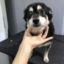 멍이살롱 이미지