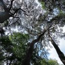 소나무숲 이미지