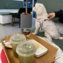 포지티브 보울 | [후기]포지티브보울/문정동강아지수제간식/애견수제간식카페/내돈내산